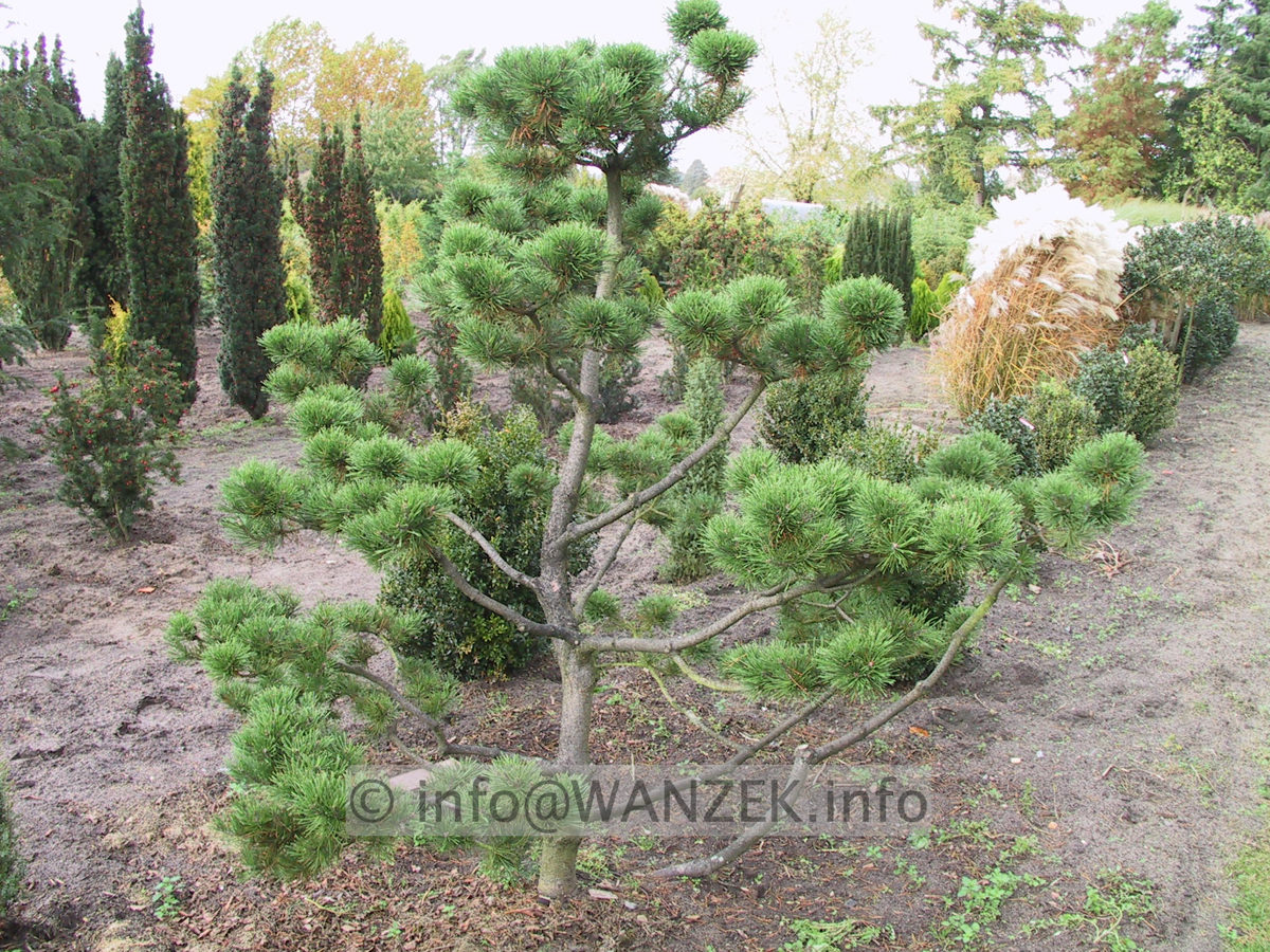 Pinus mugo - Bonsai 2m.JPG